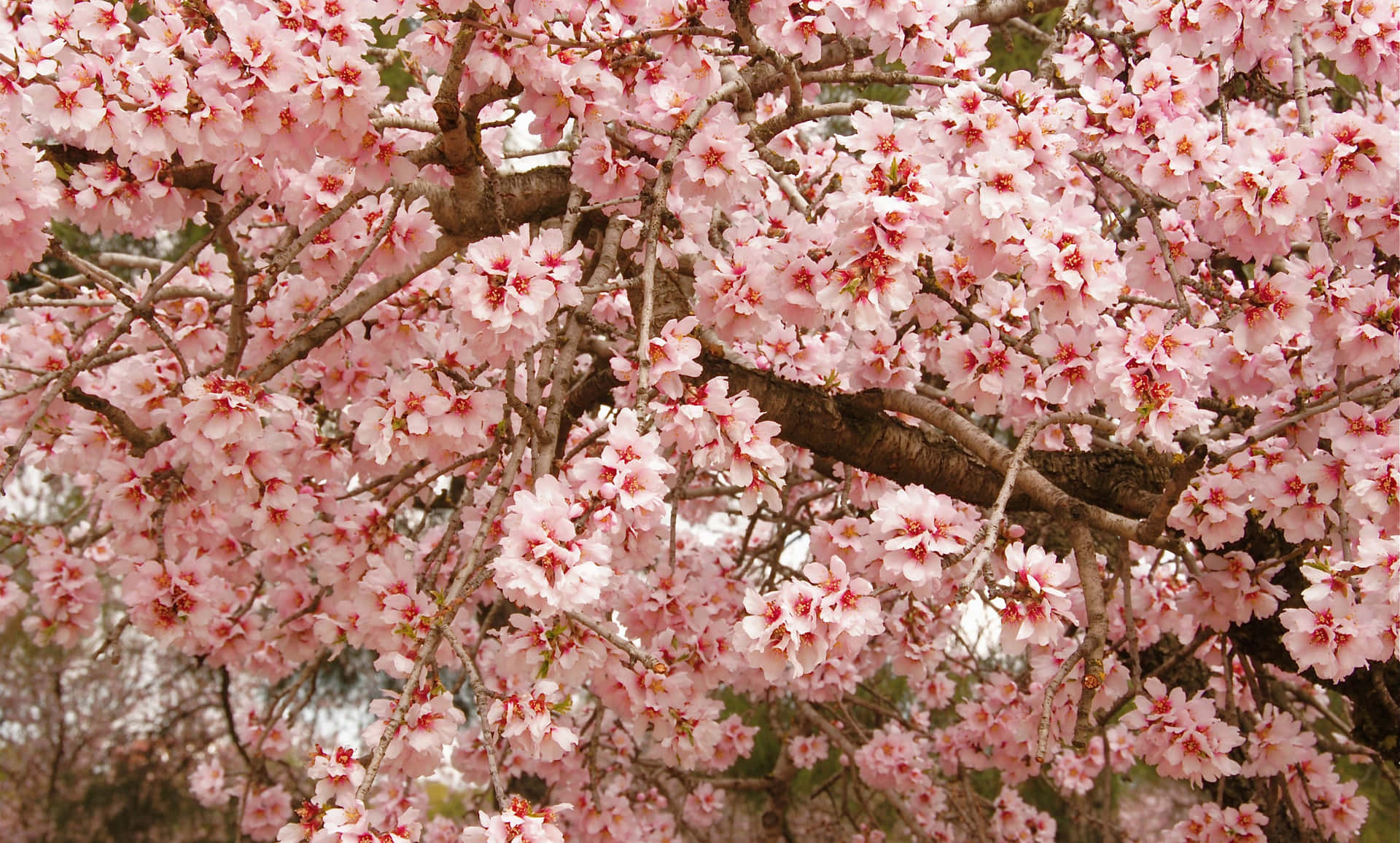 Blooming Sakura Tree Branches Background