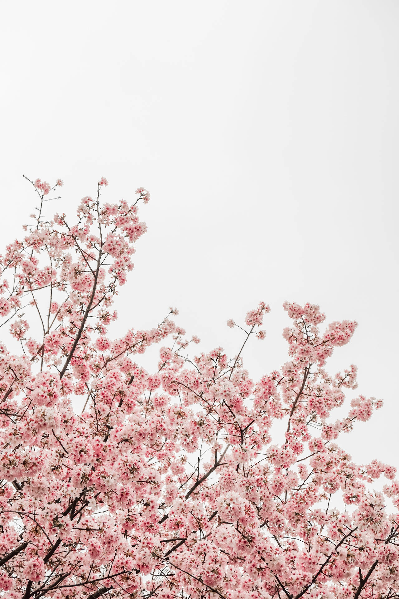Blooming Sakura Trees During Spring Season Background