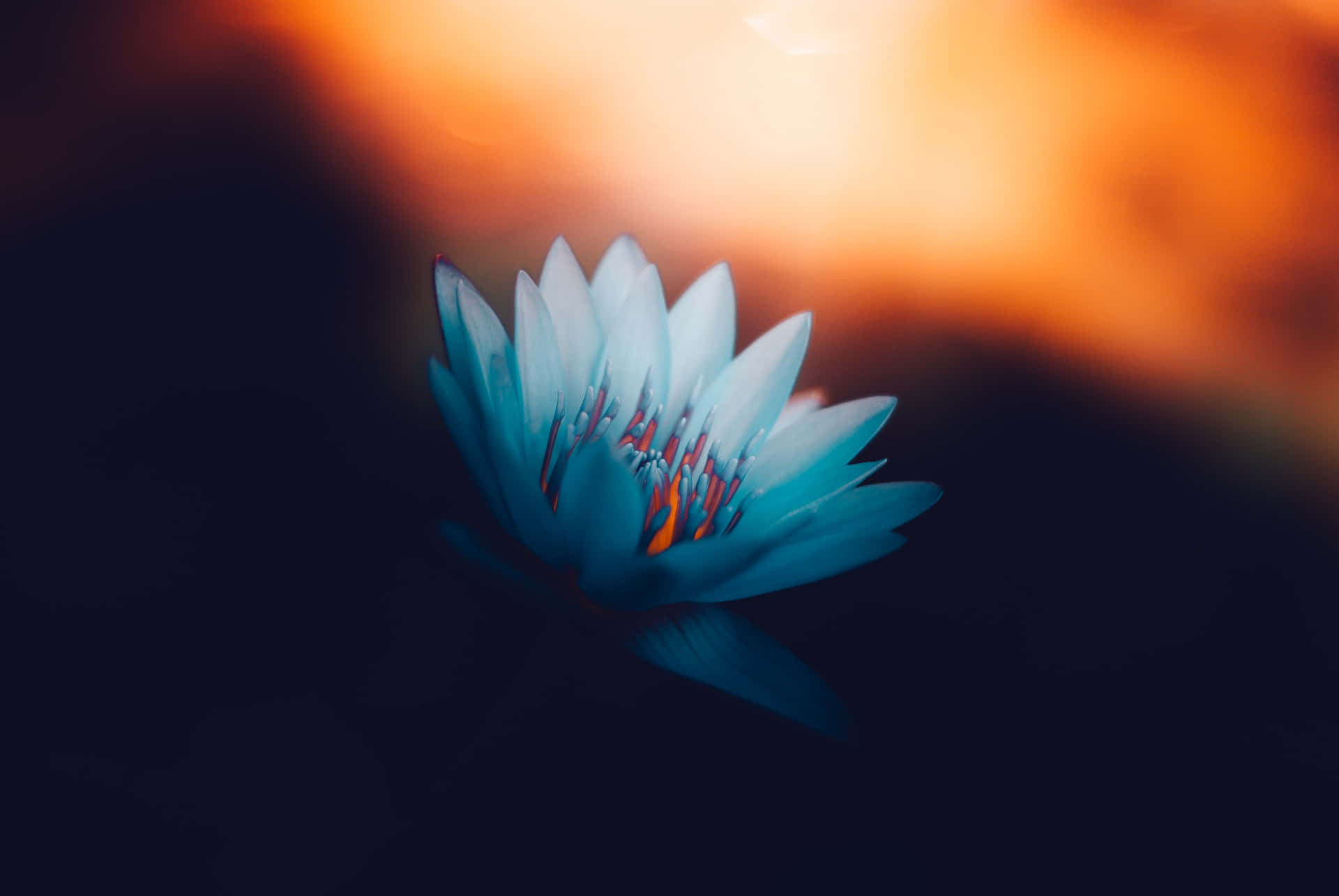 Blooming Teal Flower