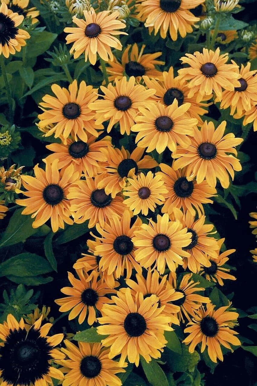 Blooming Under The Dark Sun Background