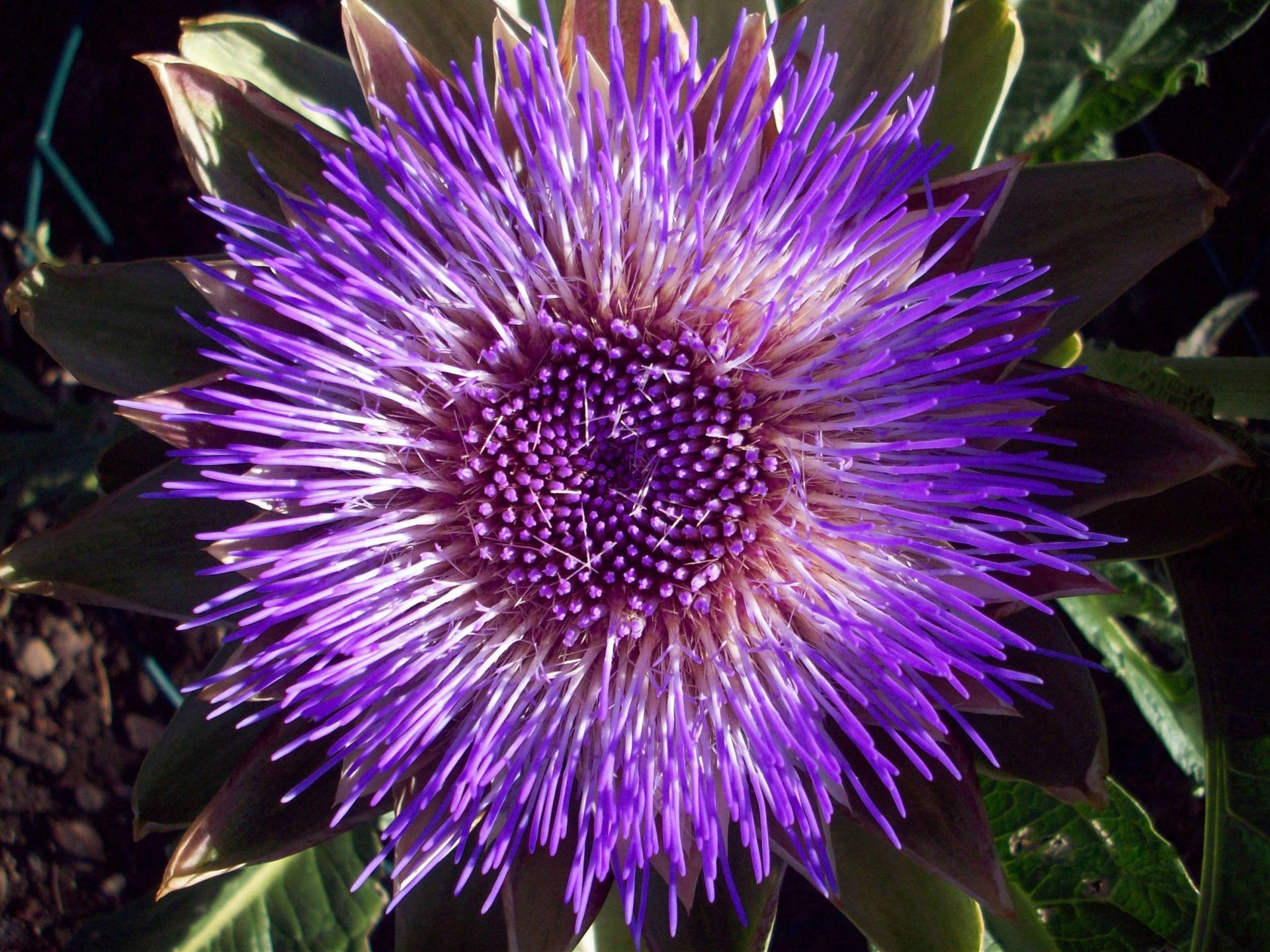 Blooming Violet Artichoke Flower Macro Shot Background