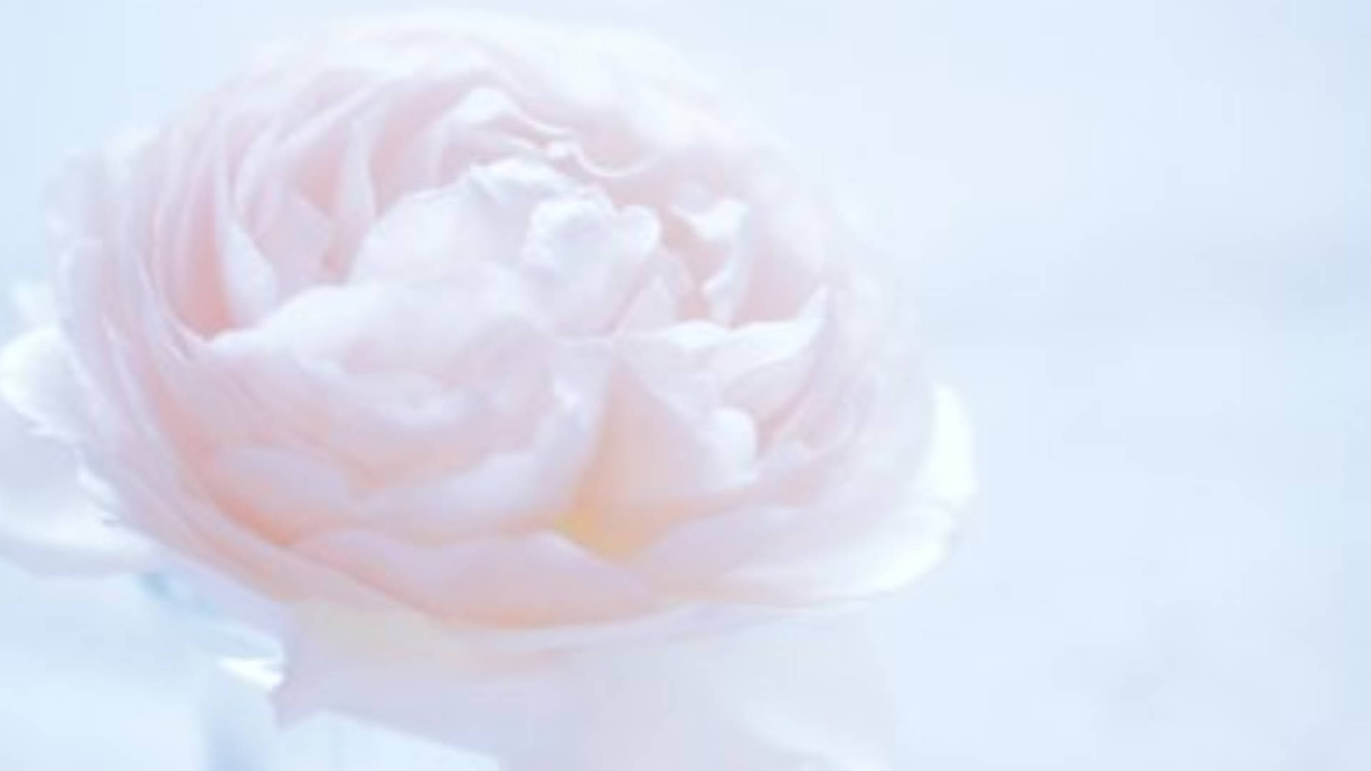 Blooming White Camellia Sasanqua Background