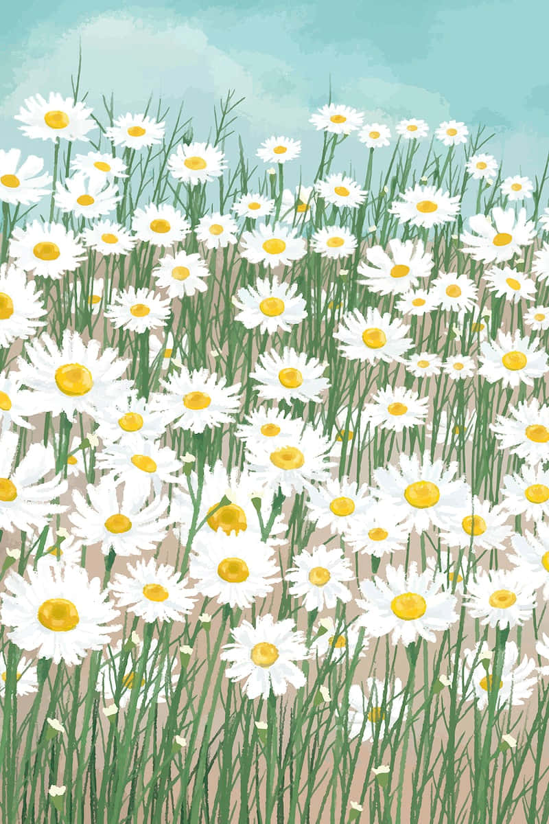 Blooming White Cute Daisy Flowers Background