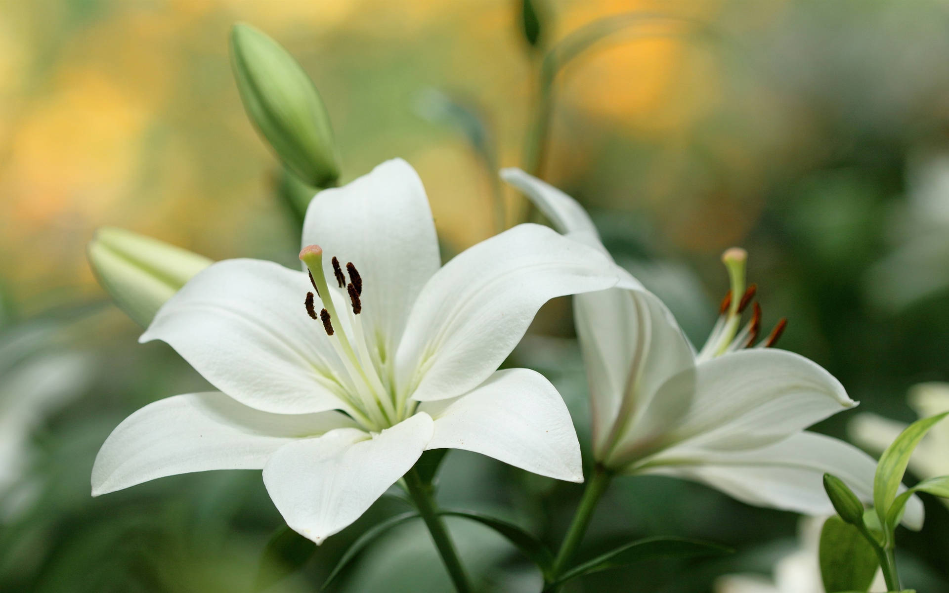 Blooming White Lily Flowers Background