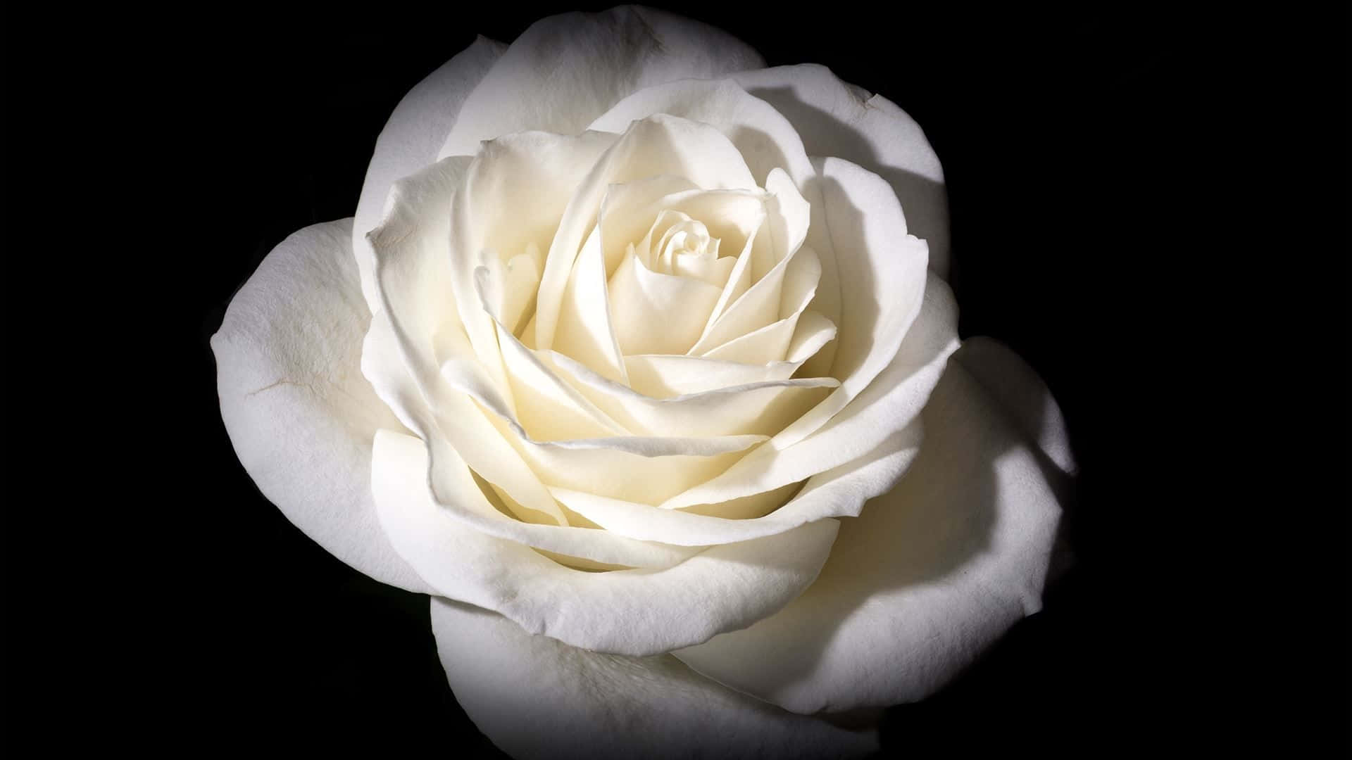 Blooming White Rose Flower
