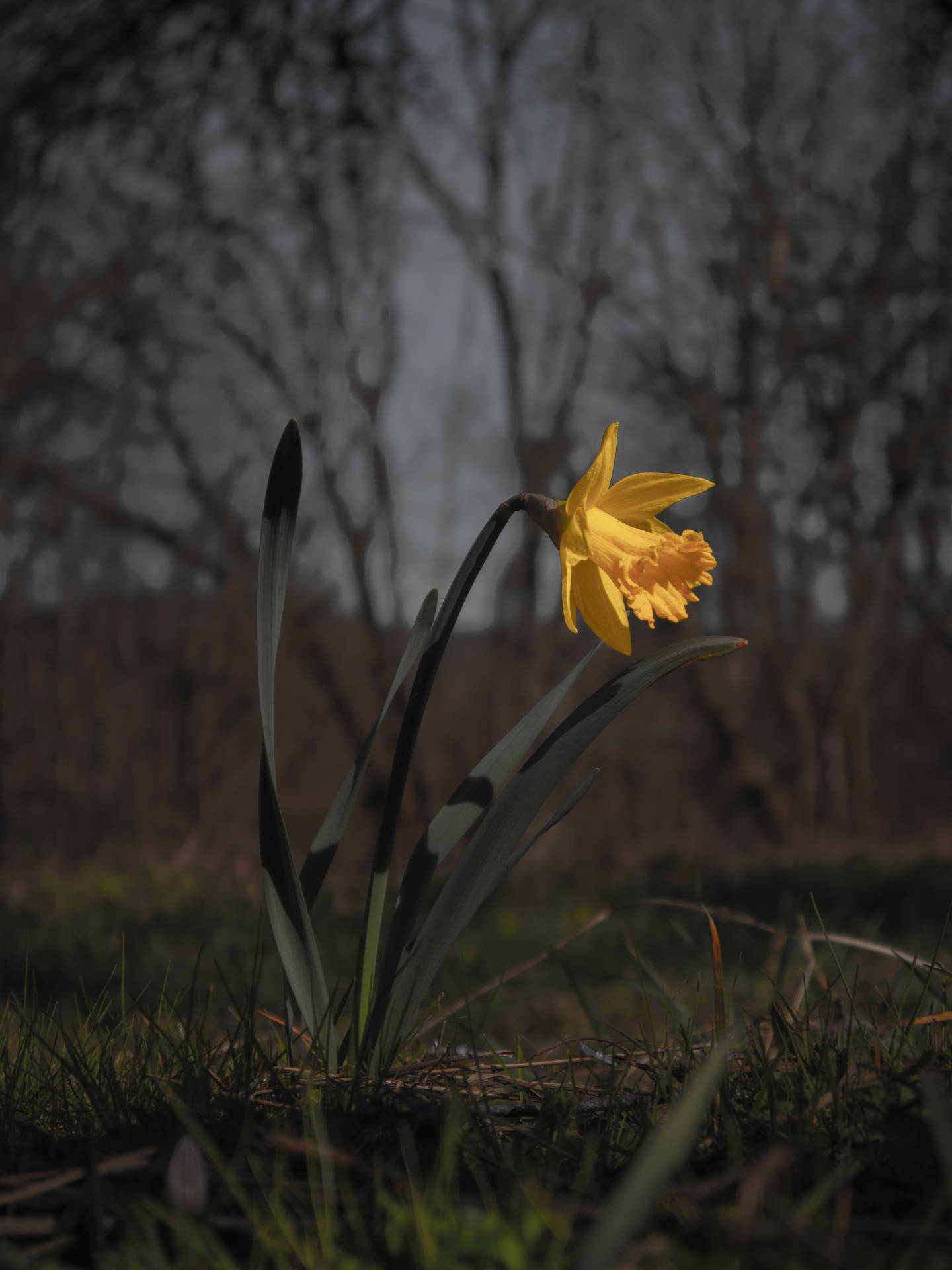 Blooming Yellow Daffodil Flower At Dusk Background