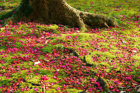 Blossom In Brilliance - Camellia Sasanqua Flower Background