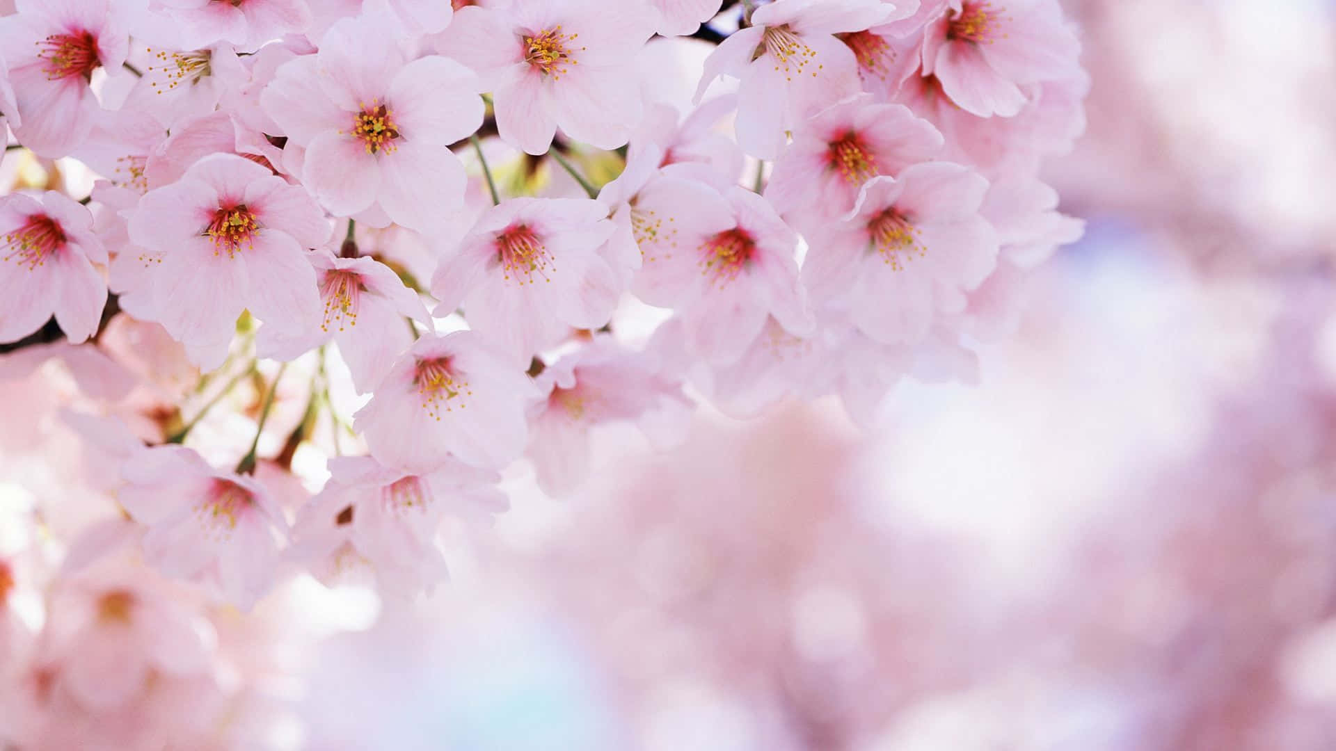 Blossom In Pink Background