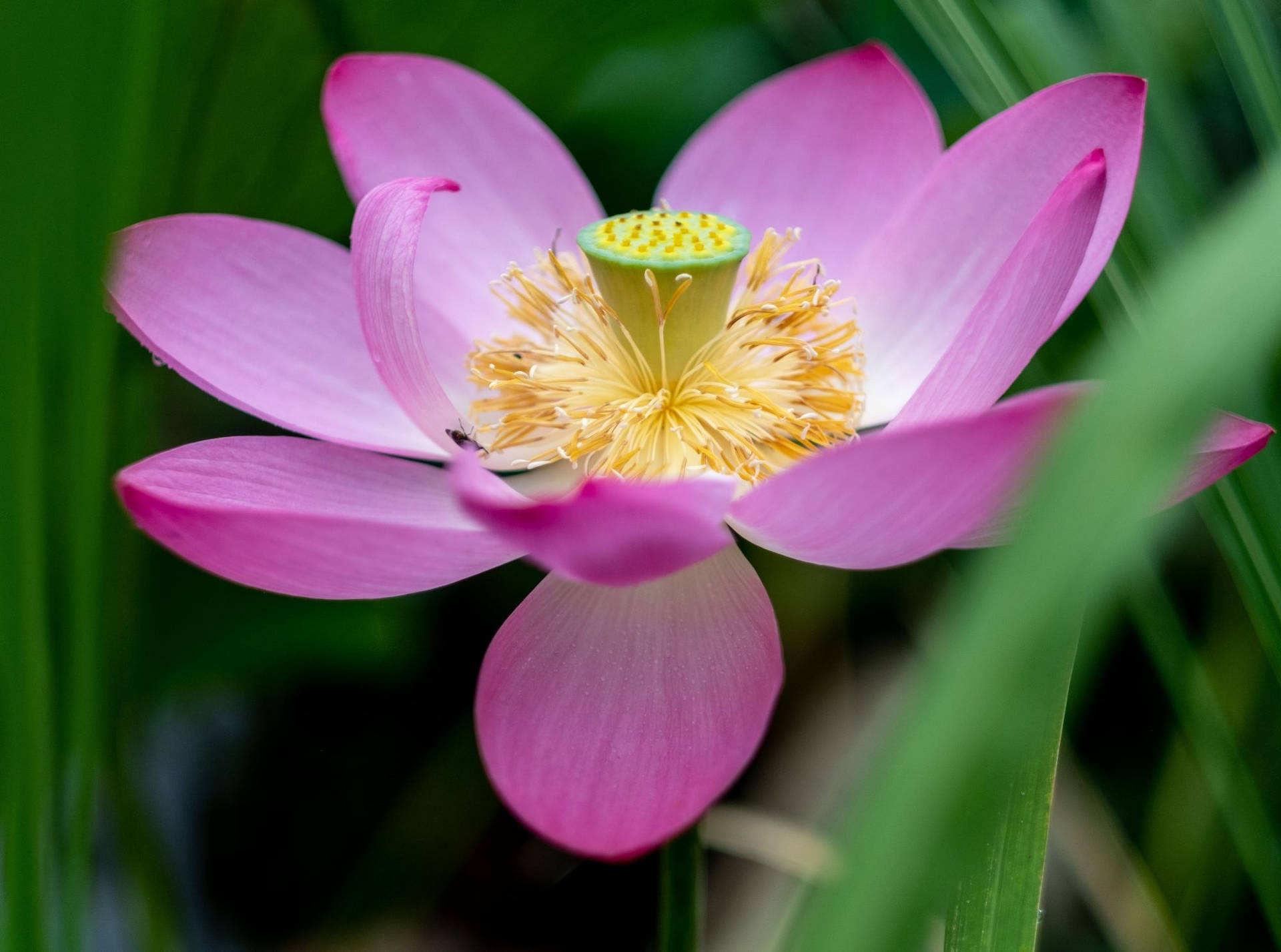 Blossom Lotus Flower Background