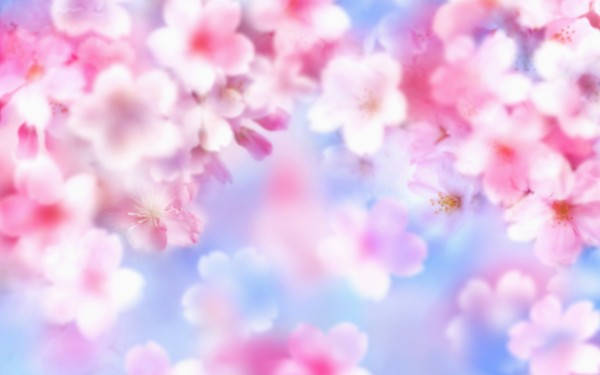 Blossom Tree For Girl Phone Display Background