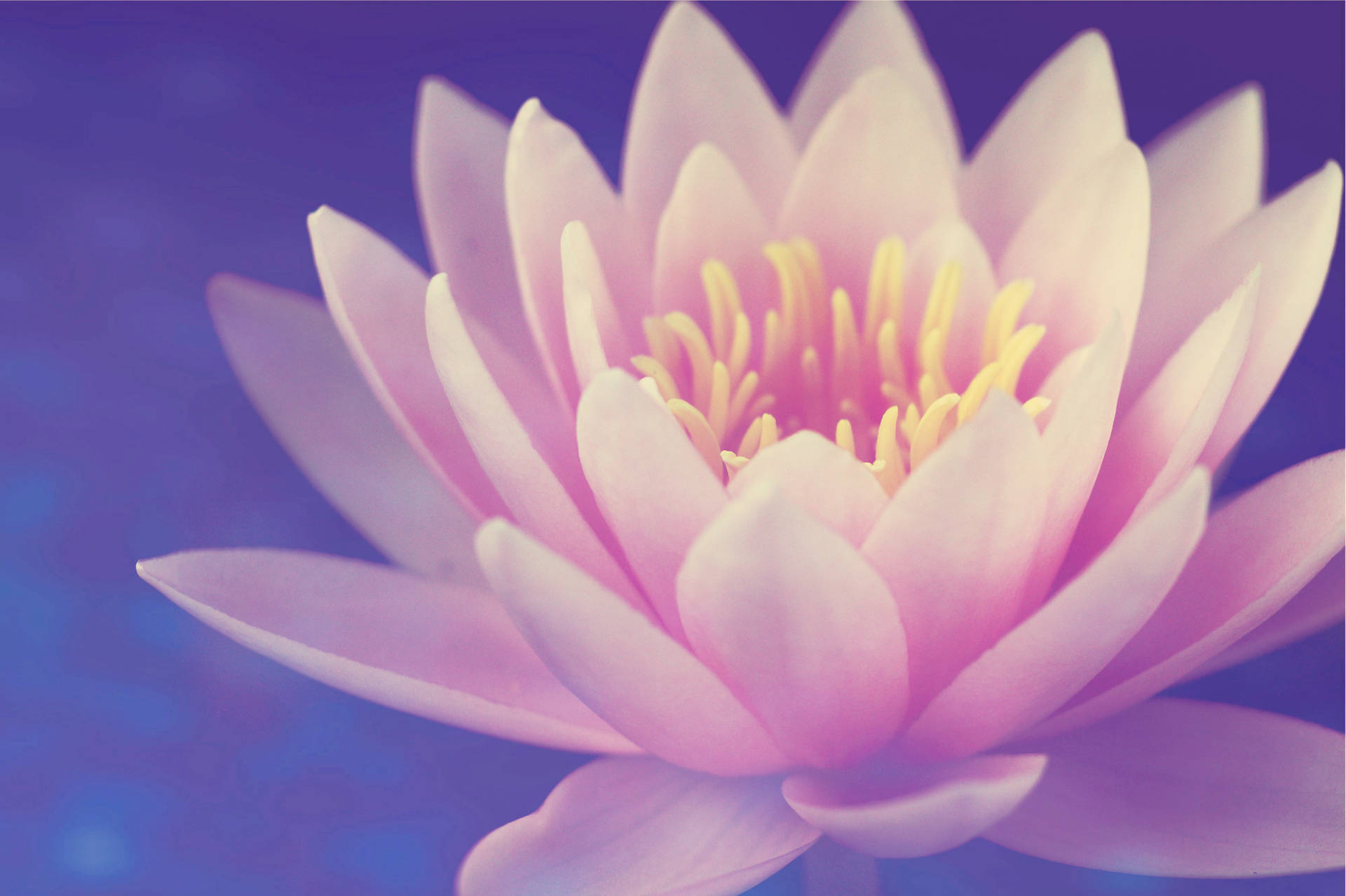 Blossomed Lotus Flower Background