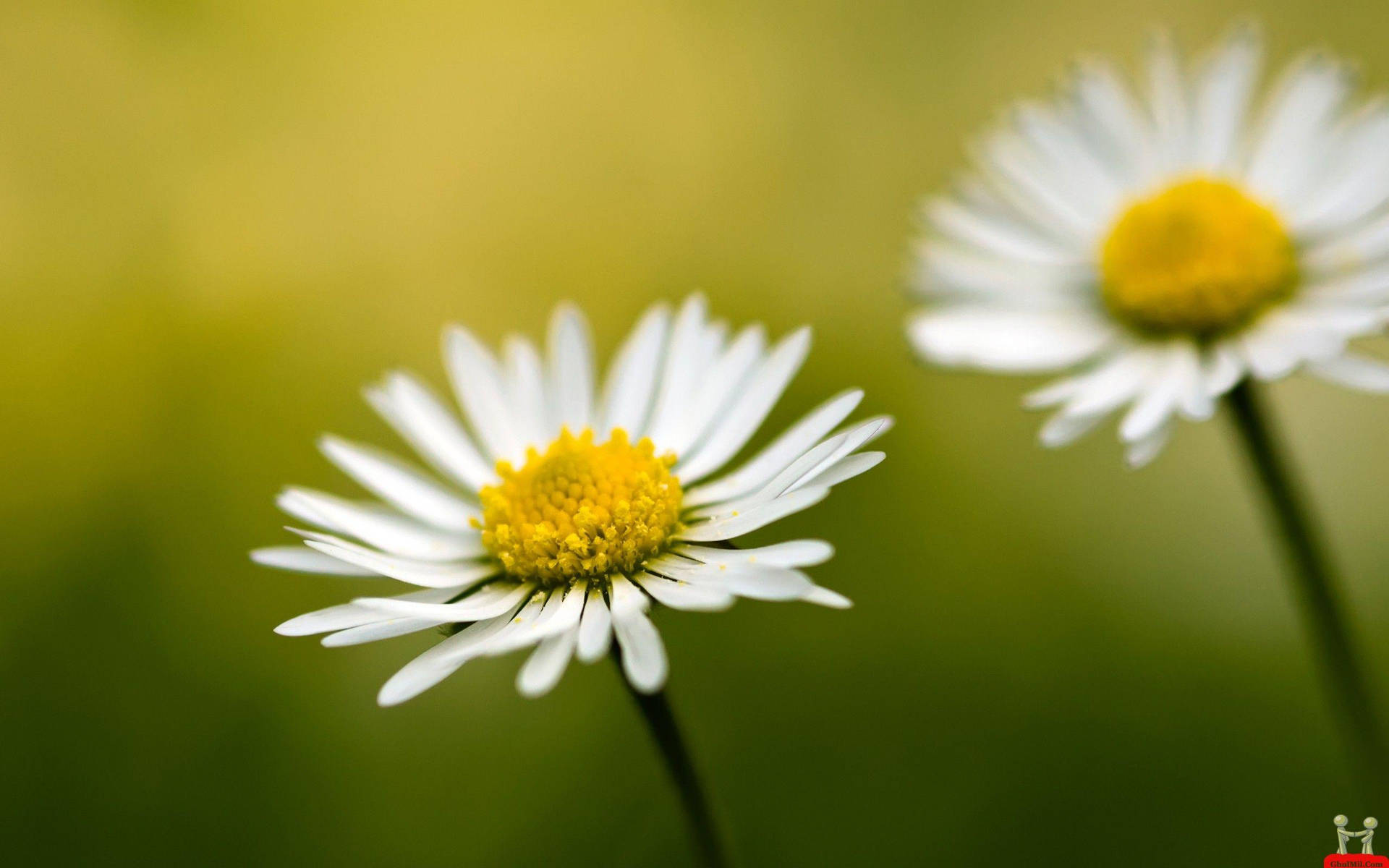 Blossoming Beauty In Hd Background