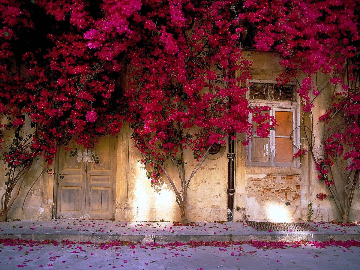 Blossoming Bougainvillea Adorning An Old Wooden Door Background