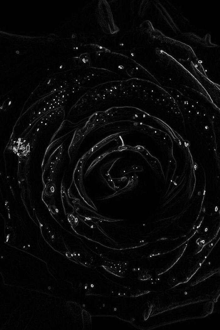 Blossoming Bud Of Black Rose Iphone Background