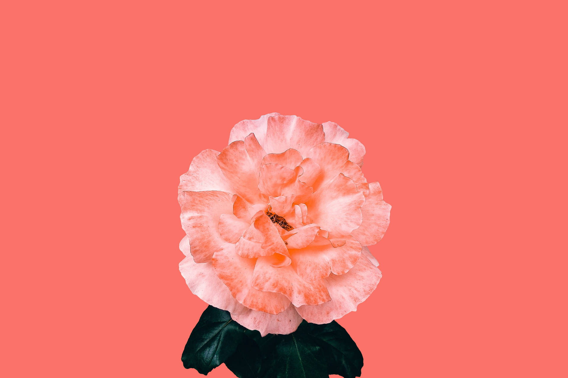 Blossoming Elegance In Pastel Red Background
