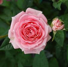 Blossoming Pink Rose In Full Glory Background