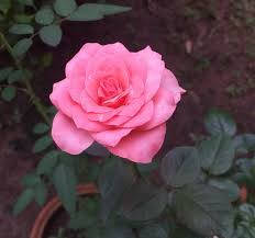 Blossoming Pink Rose In Garden