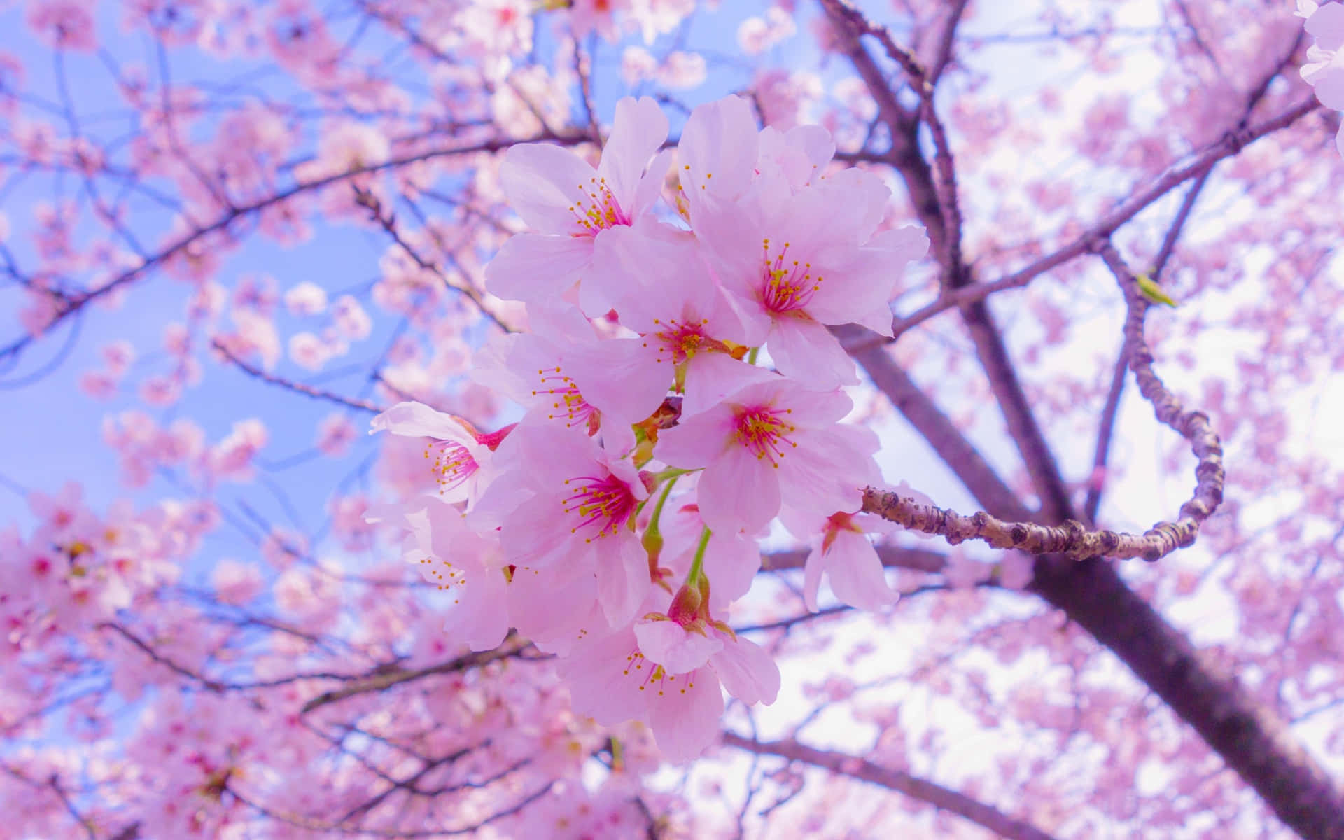 Blossoming Sakura Branches.jpg Background