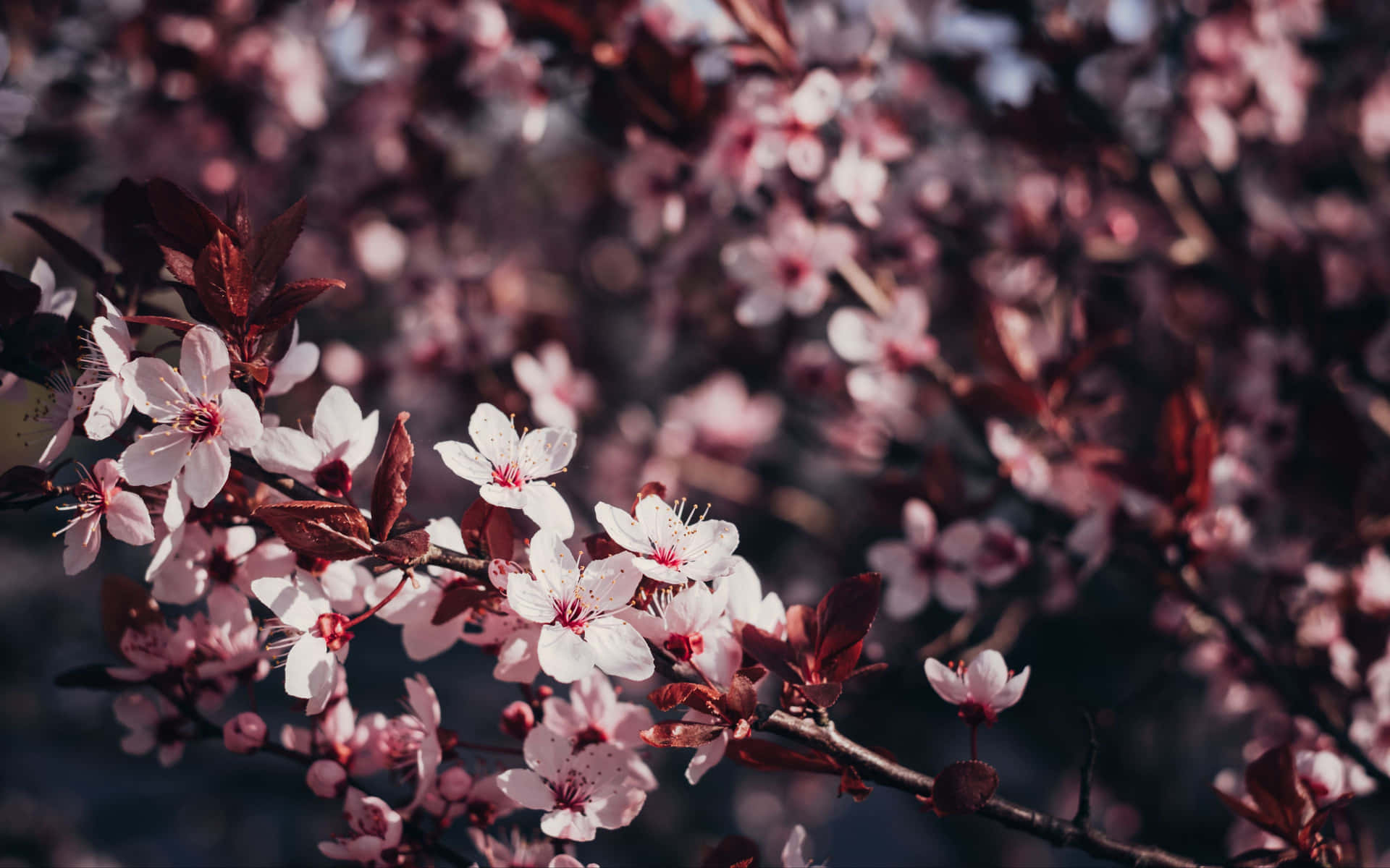 Blossoming Sakura Branches.jpg