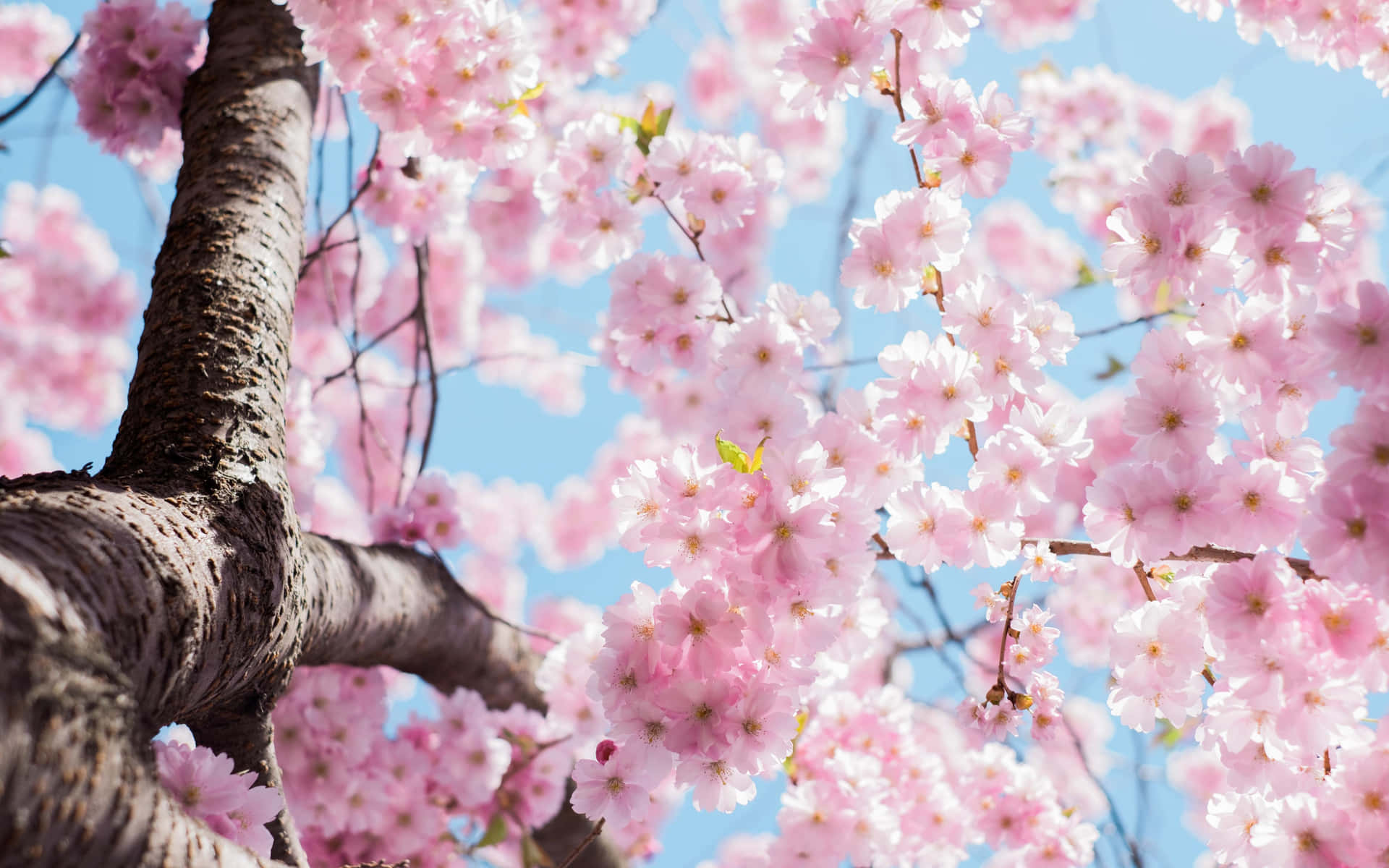 Blossoming Sakura Tree Against Blue Sky Background