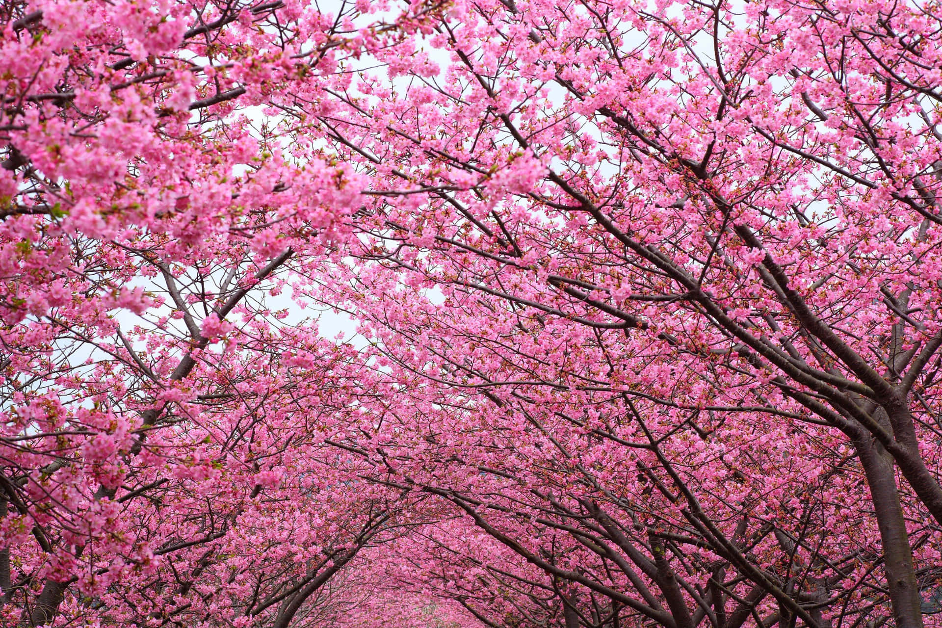 Blossoming Sakura Tunnel