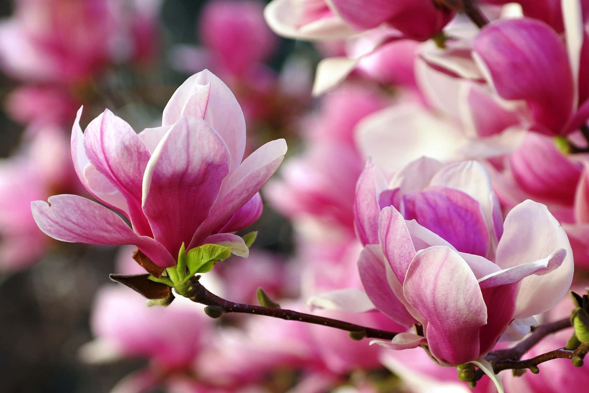 Blossoming Saucer Magnolia Tree