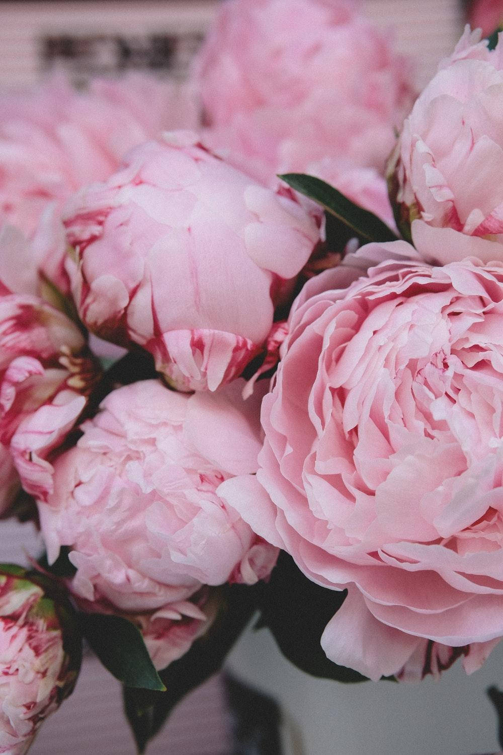 Blossoming Soft Pink Peony Flowers Background