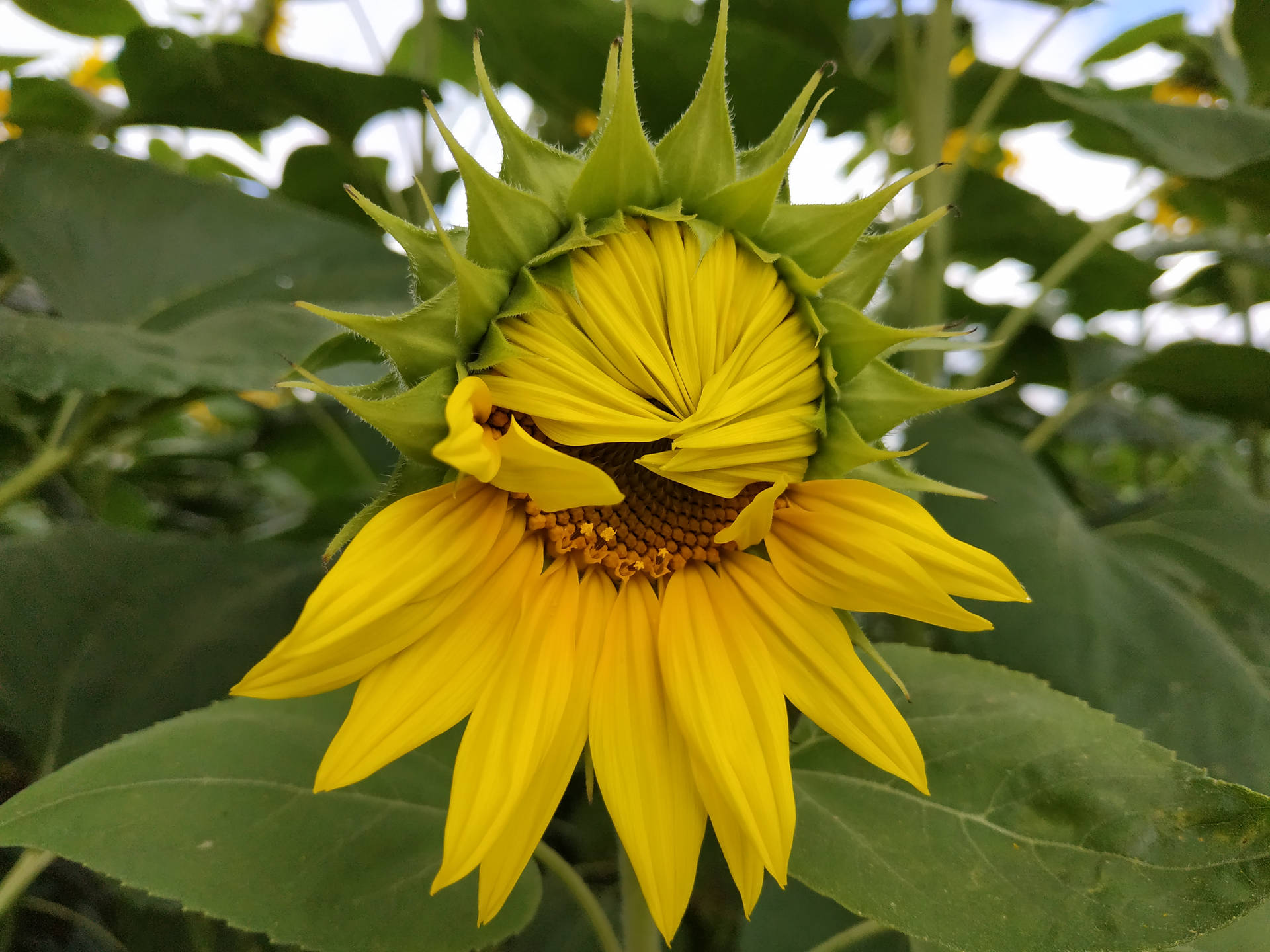 Blossoming Sunflower Aesthetic Background