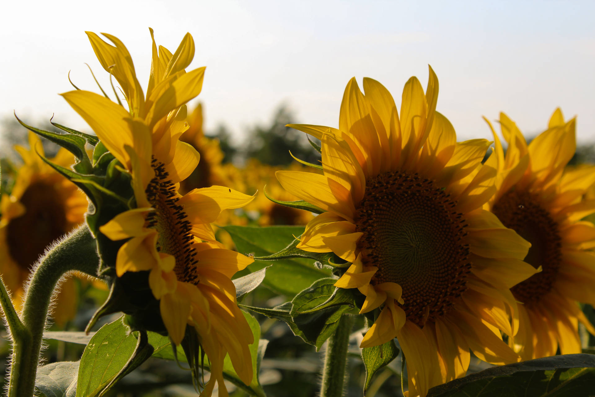 Blossoming Sunflower Aesthetic Background