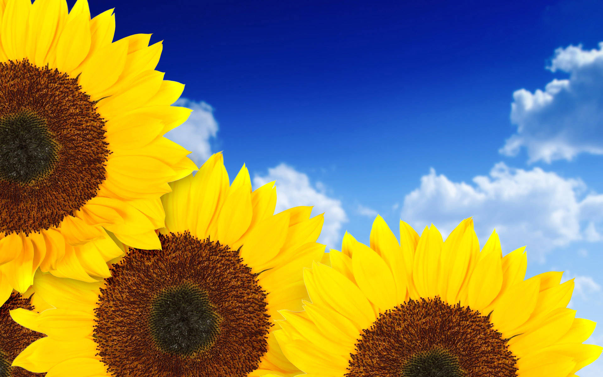 Blossoming Sunflower Aesthetic Daytime Background