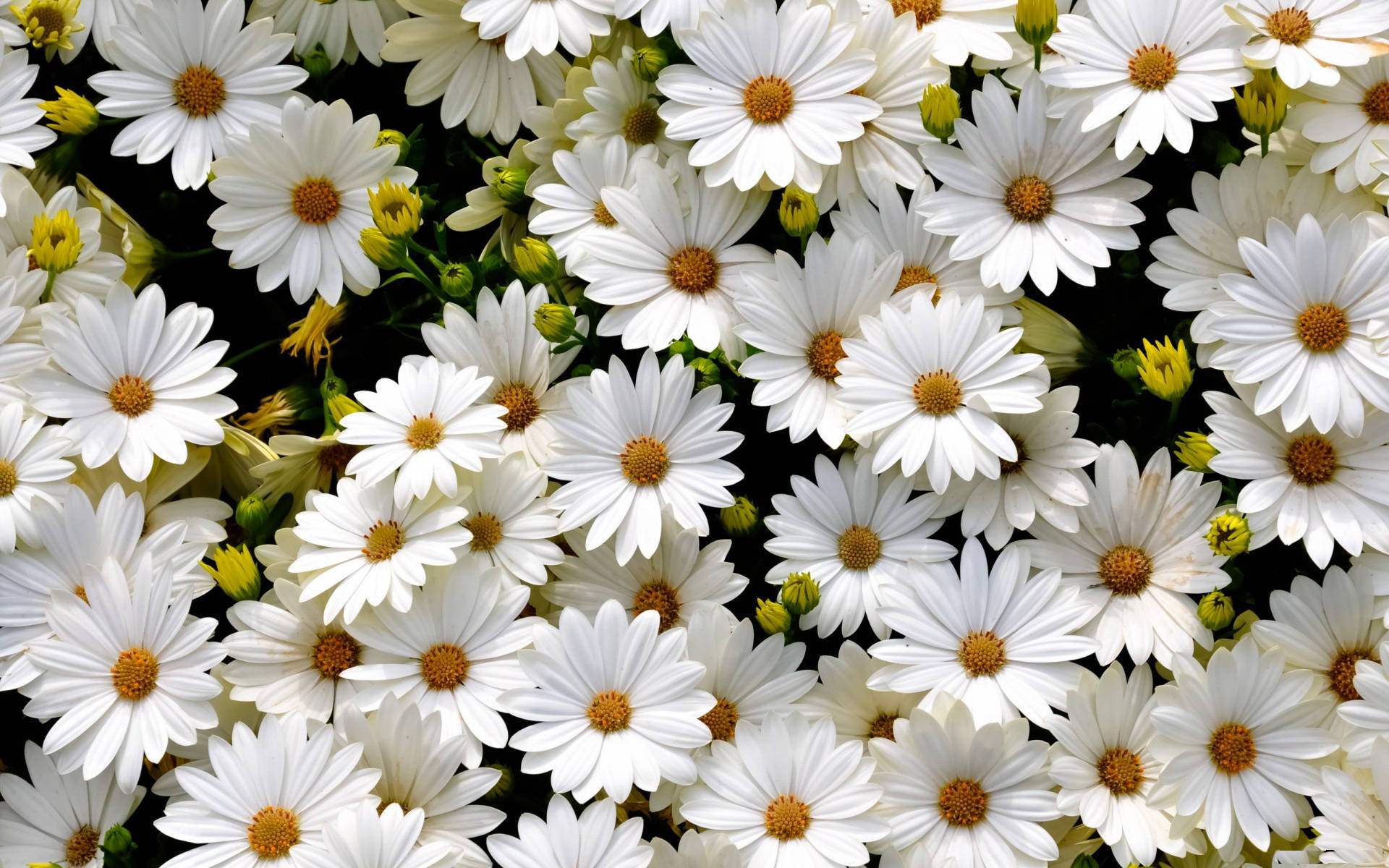 Blossoming White Daisy Flowers Background