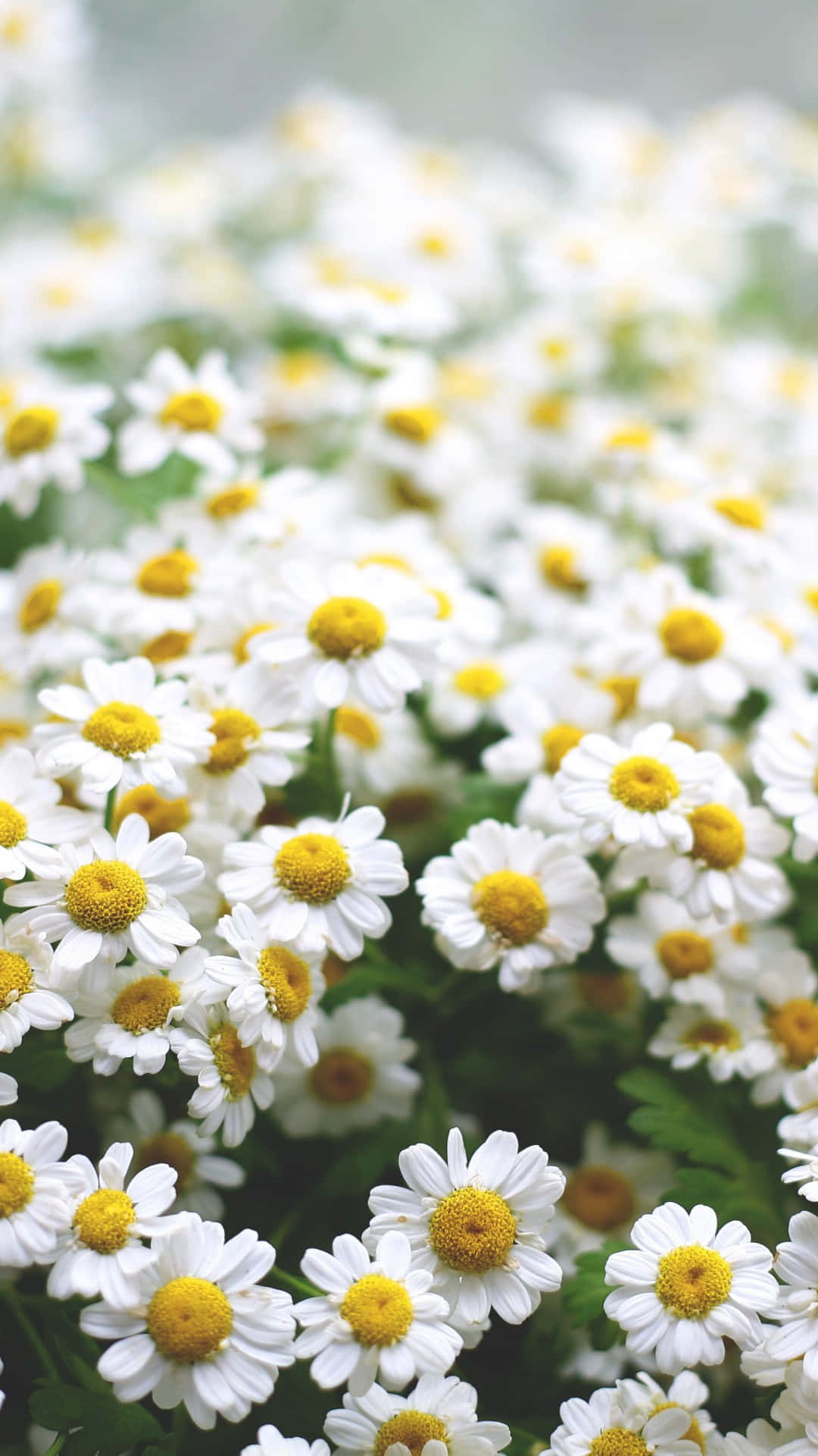 Blossoming White Spring Daisy Iphone Background