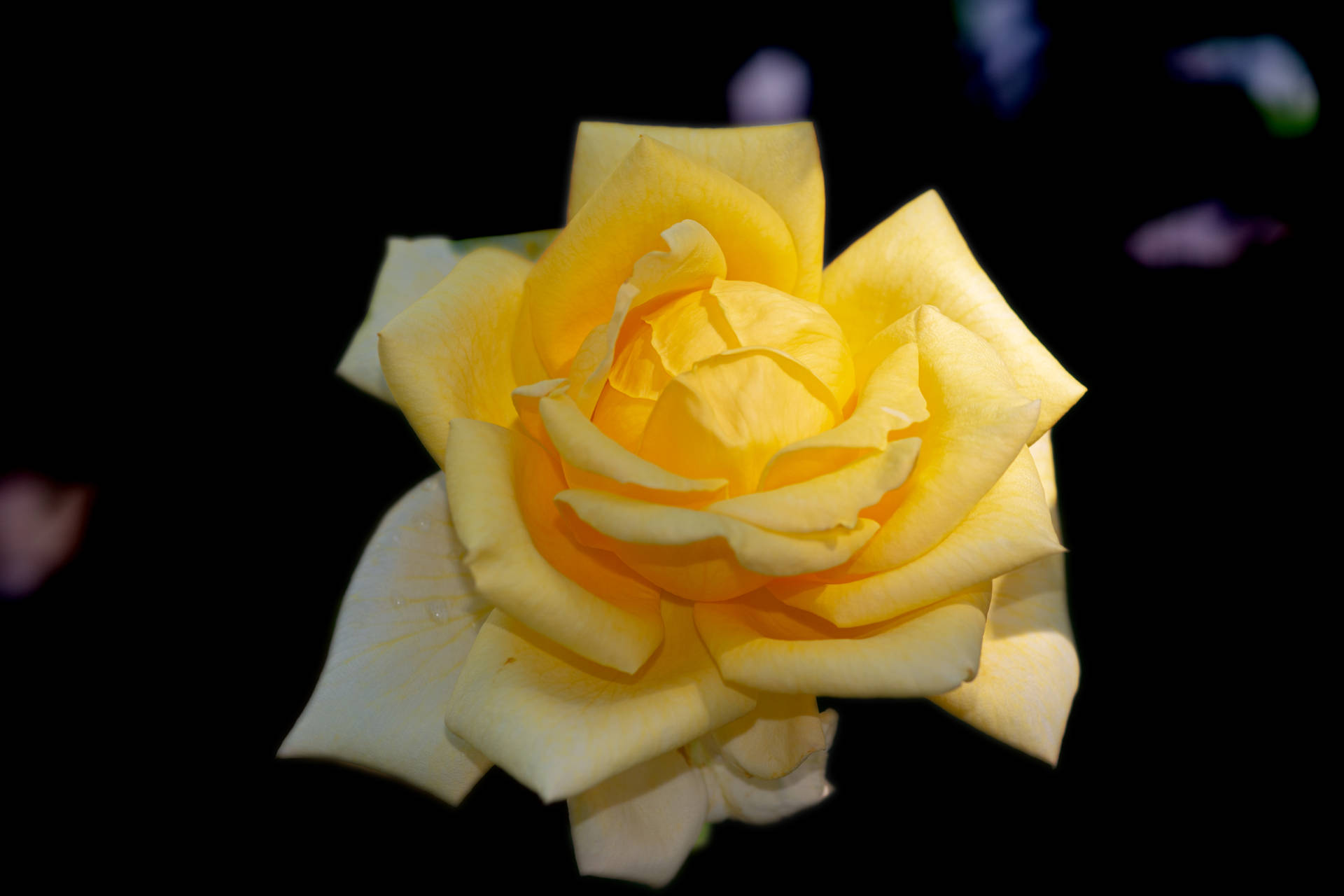 Blossoming Yellow Rose Hd Background