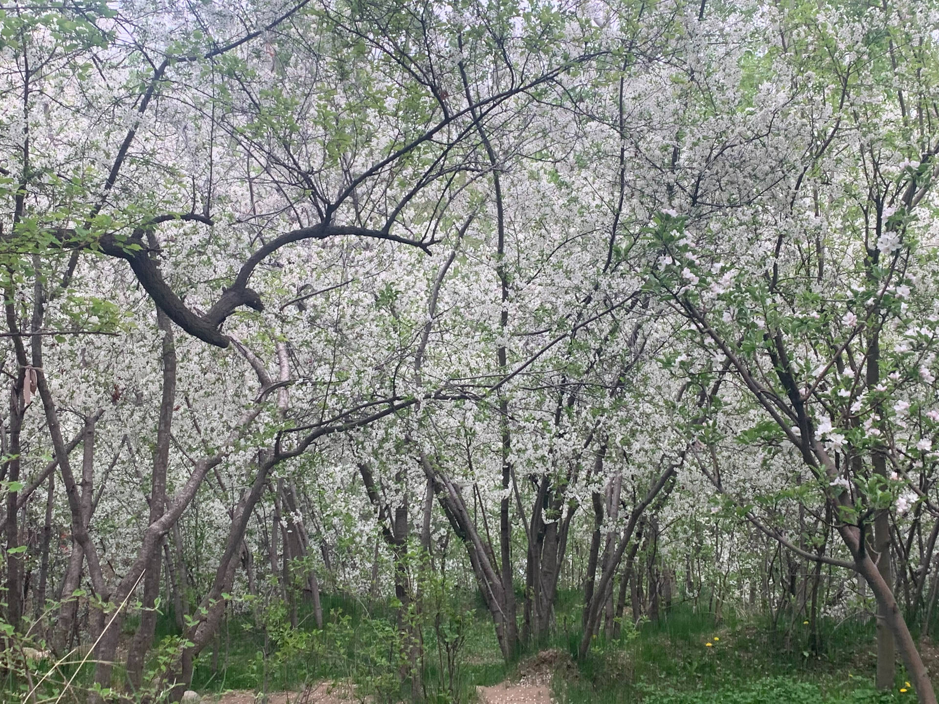 Blossoms In Kabul