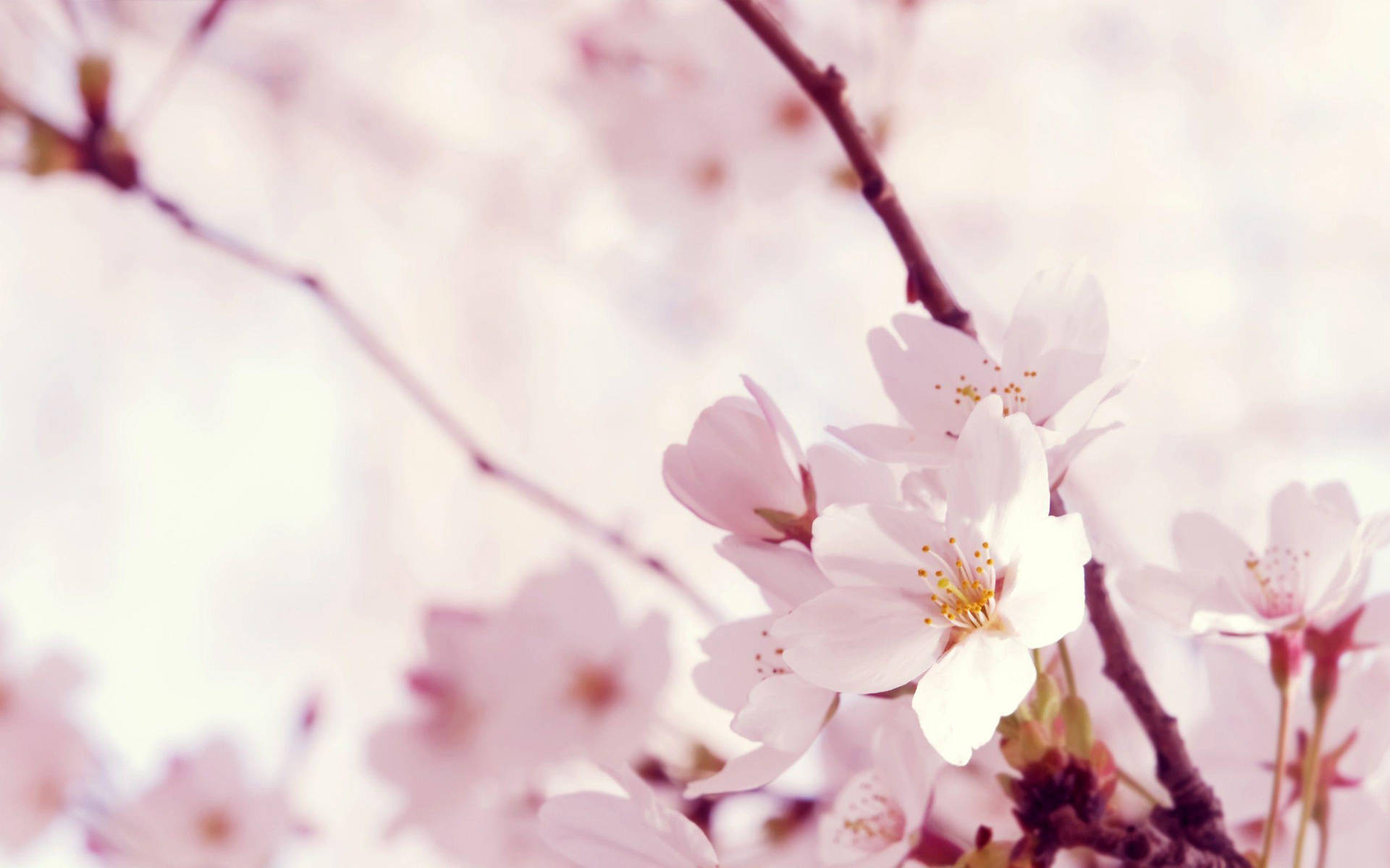 Blossoms Light Pink Flower Background