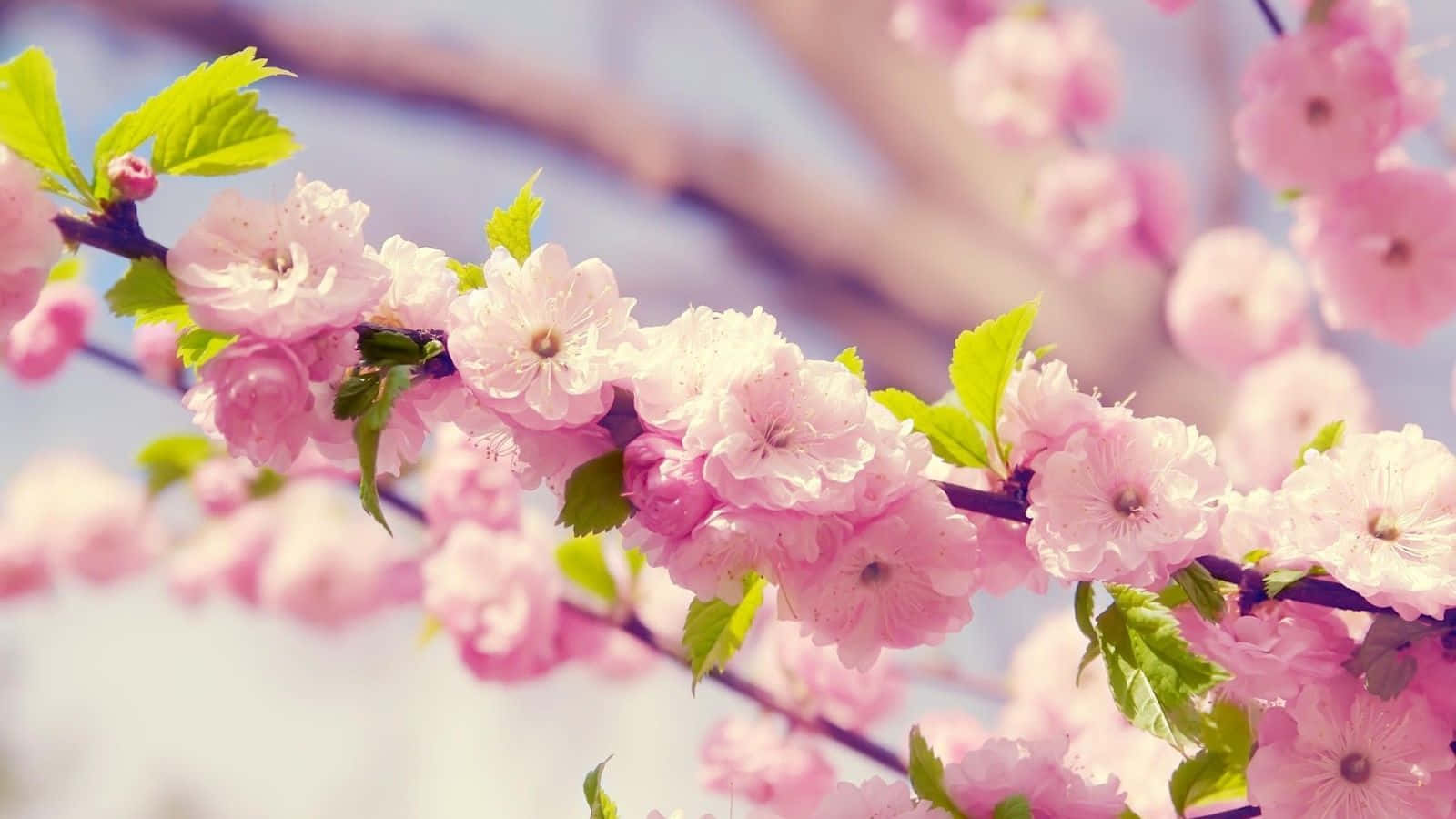 Blossoms Of Cuteness - A Floral Bliss Background