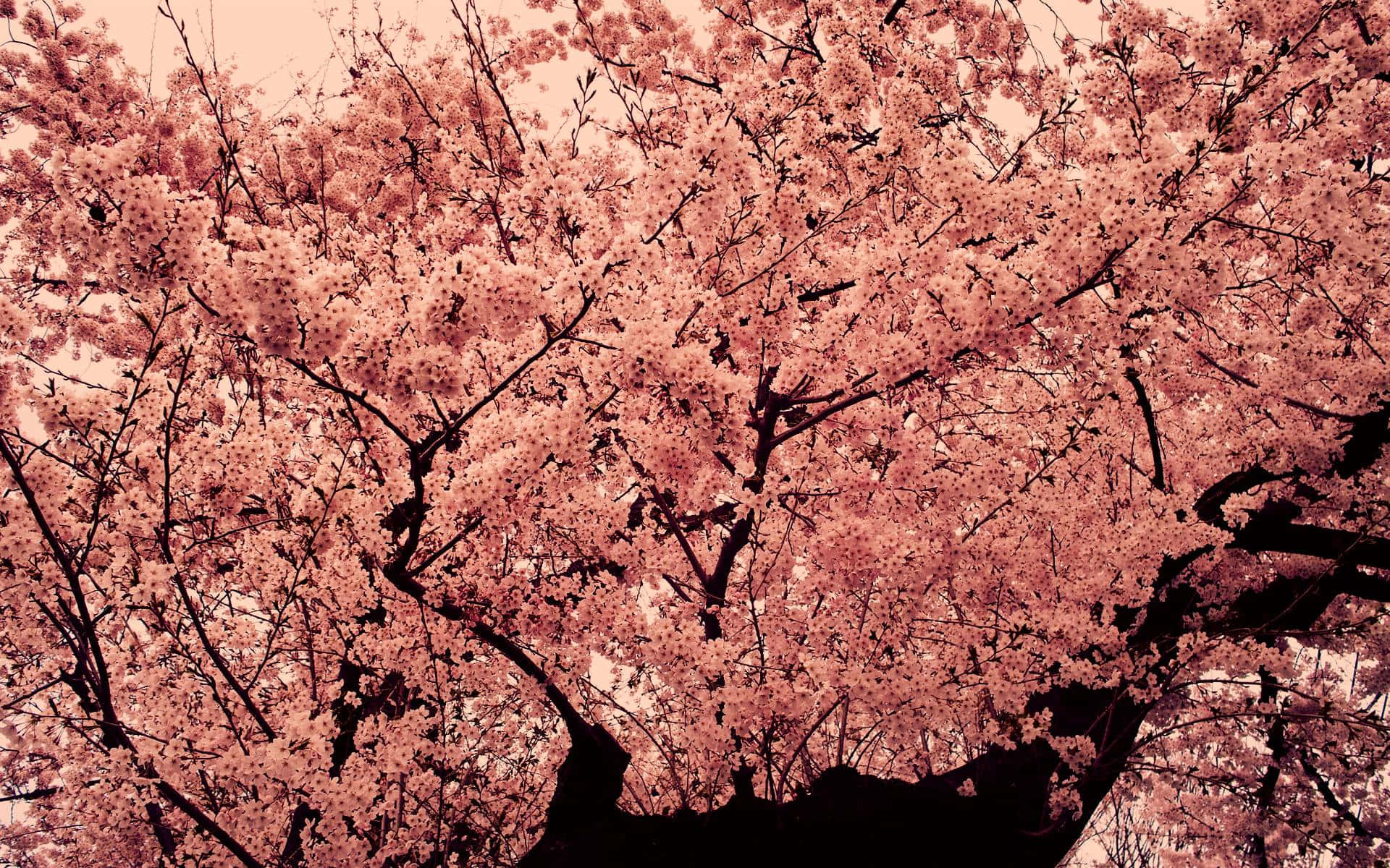 Blossoms On Pink Trees Up-close