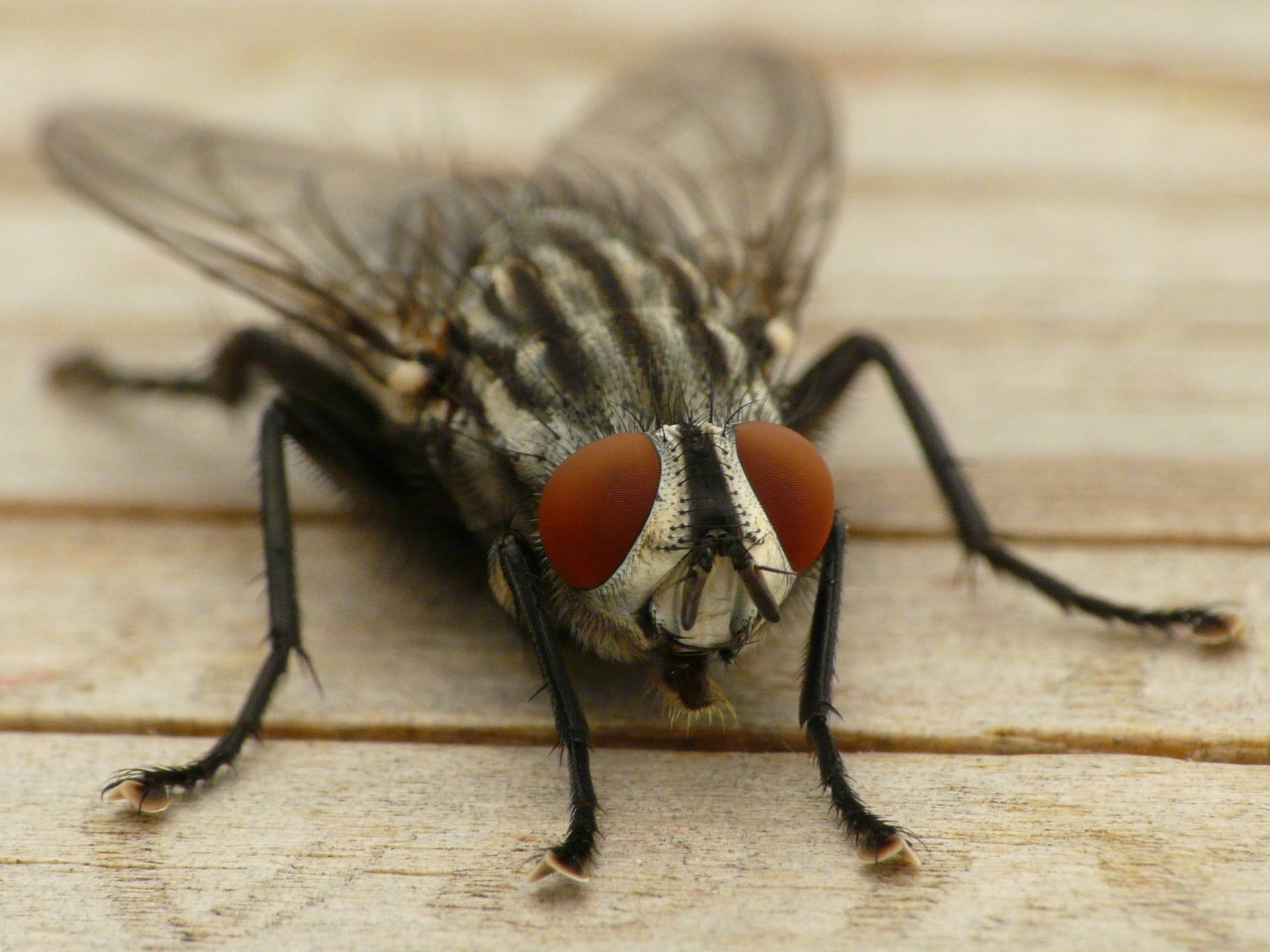 Blow Fly Background