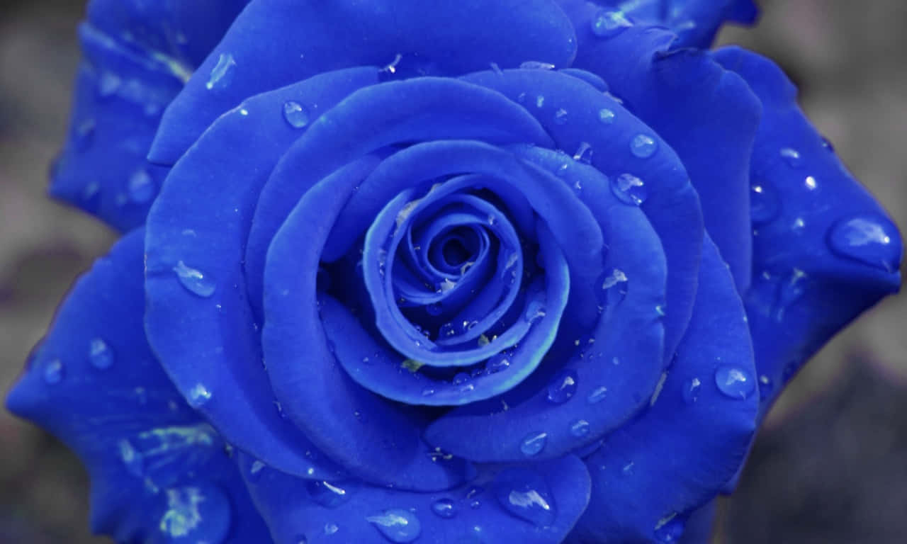 Blue 1280x768 Rose With Droplets Background