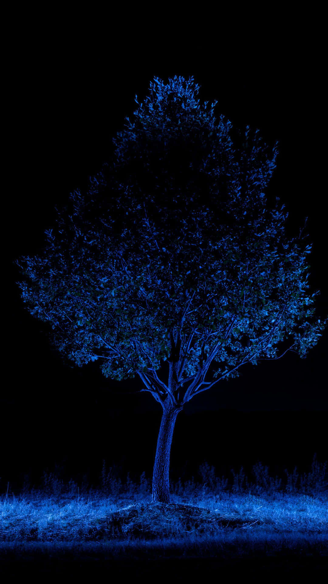 Blue Amoled Tree Background