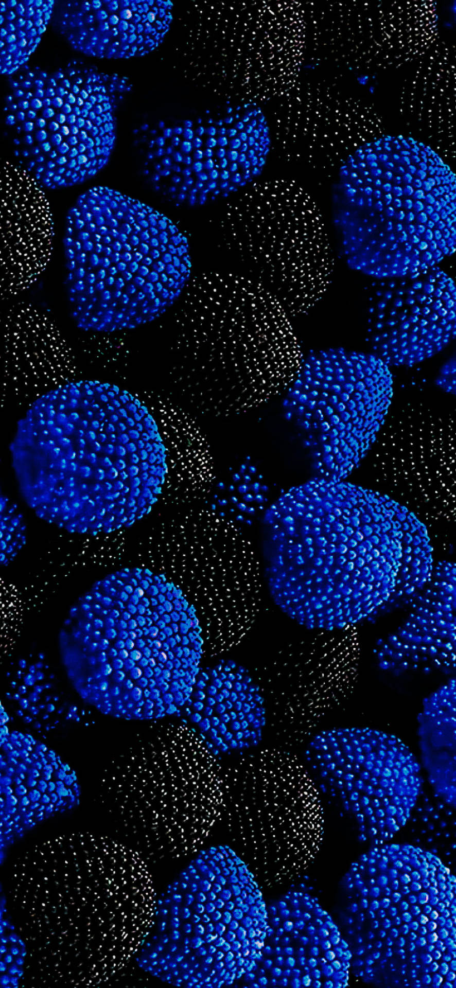 Blue And Black Berries On Samsung Full Hd Background