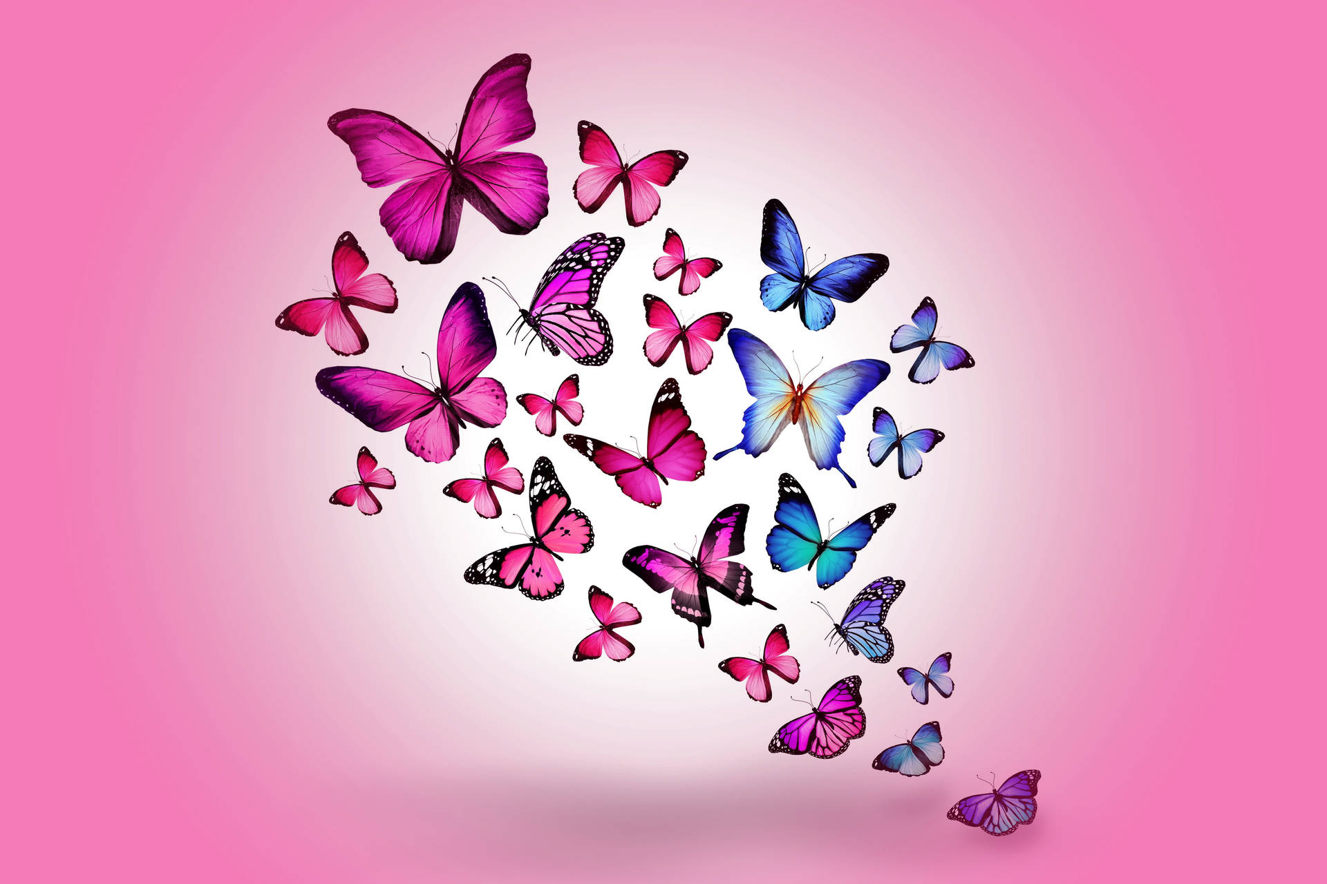 Blue And Cute Pink Butterfly Insects Flying Together Background