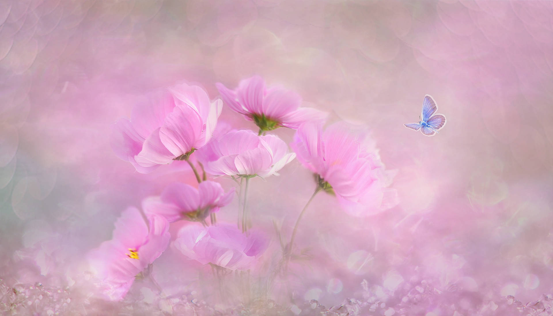 Blue And Cute Pink Butterfly With Flowers Background