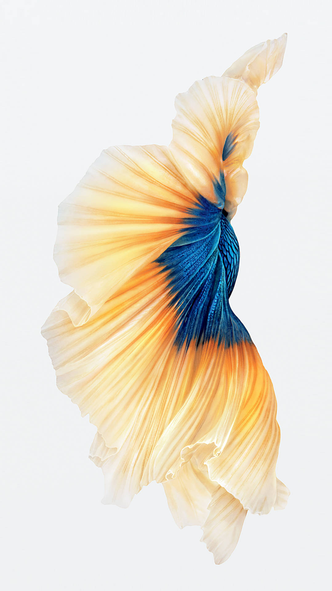 Blue And Gold Fish Tail Background