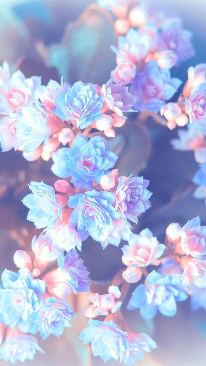 Blue And Pink Flowers Pretty Phone Background