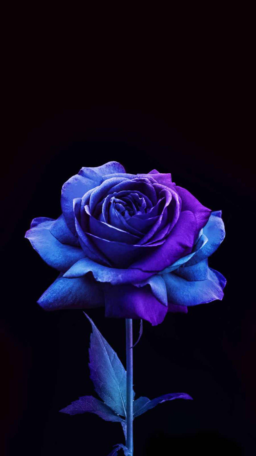 Blue And Purple Rose Flower Apple Background