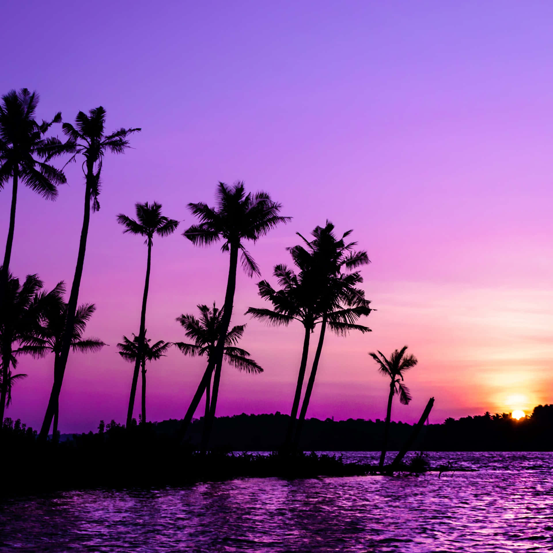 Blue And Purple Sunset With Palm Trees Background