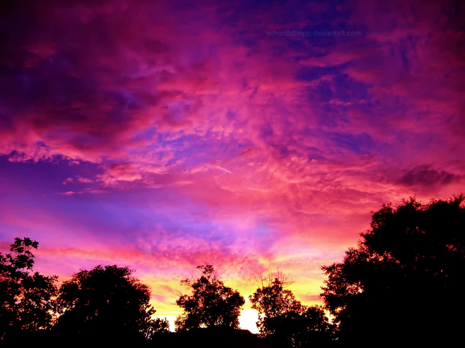 Blue And Purple Sunset With Tall Trees Background