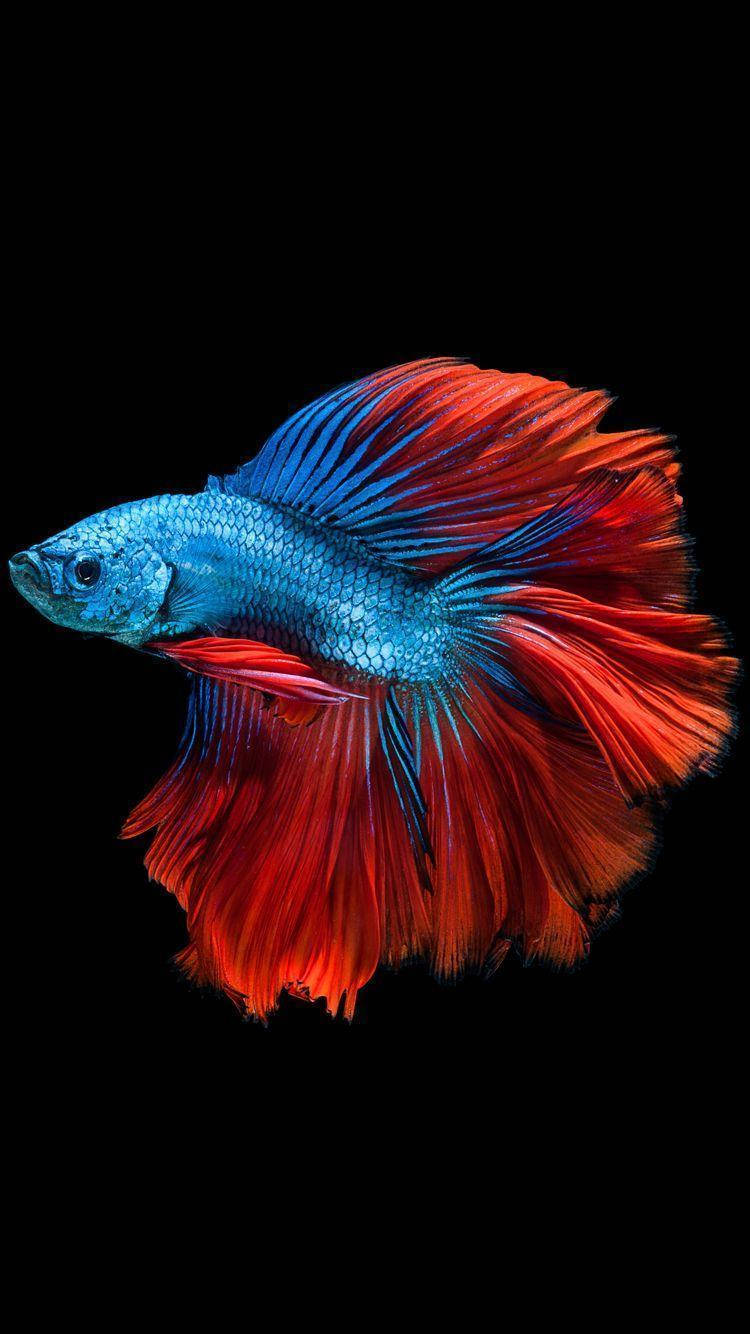 Blue And Red Betta Fish Background