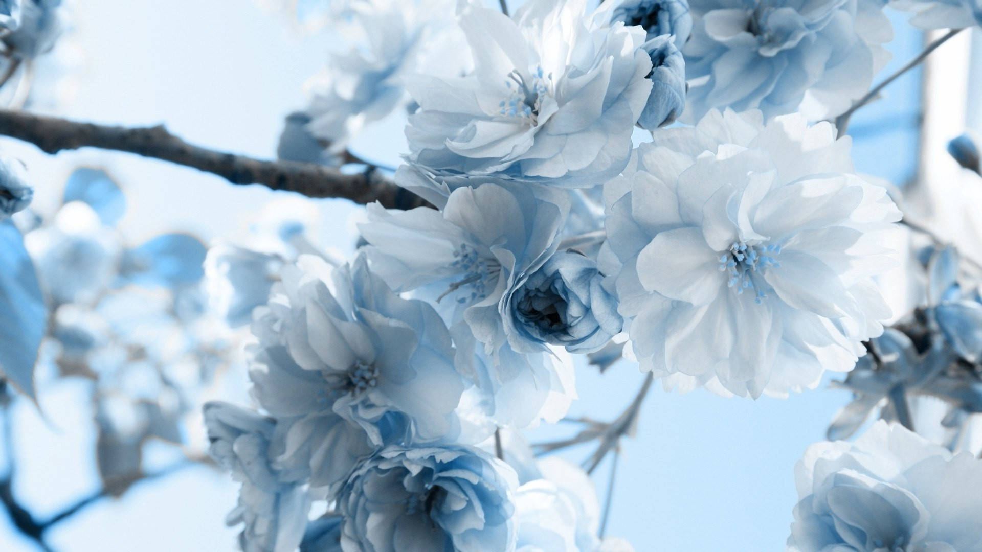 Blue And White Aesthetic Of Tree Flower Background
